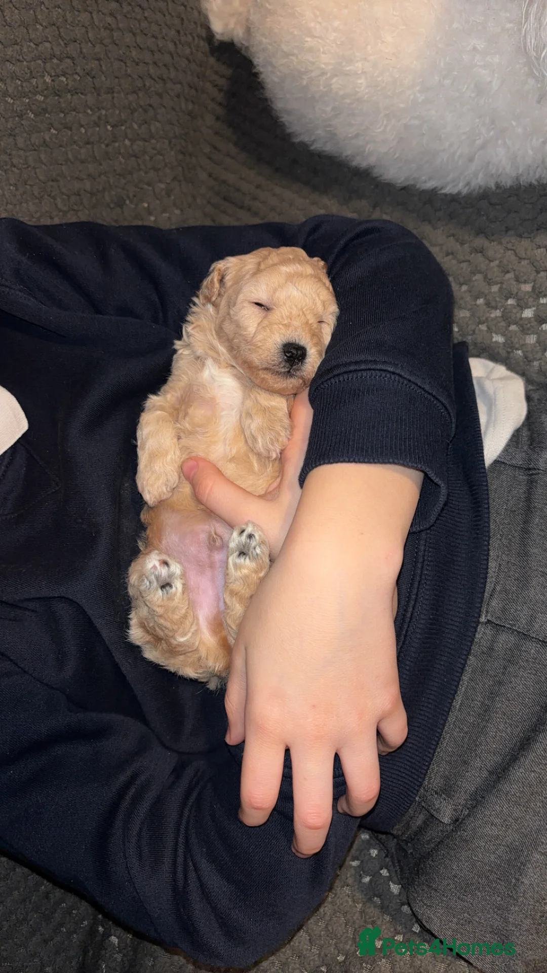 Poochon dogs for sale: Beautiful Poochon Puppies  - Advert 16