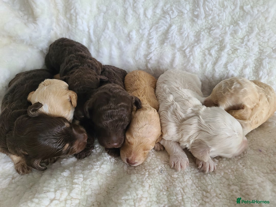 Cockapoo dogs for sale: F1b Cockapoos. Boys & Girls. DNA HEALTH TESTED - Image 21