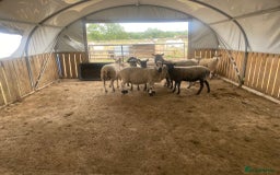 Sheep livestock for sale: 12 Ewes  - Image 2