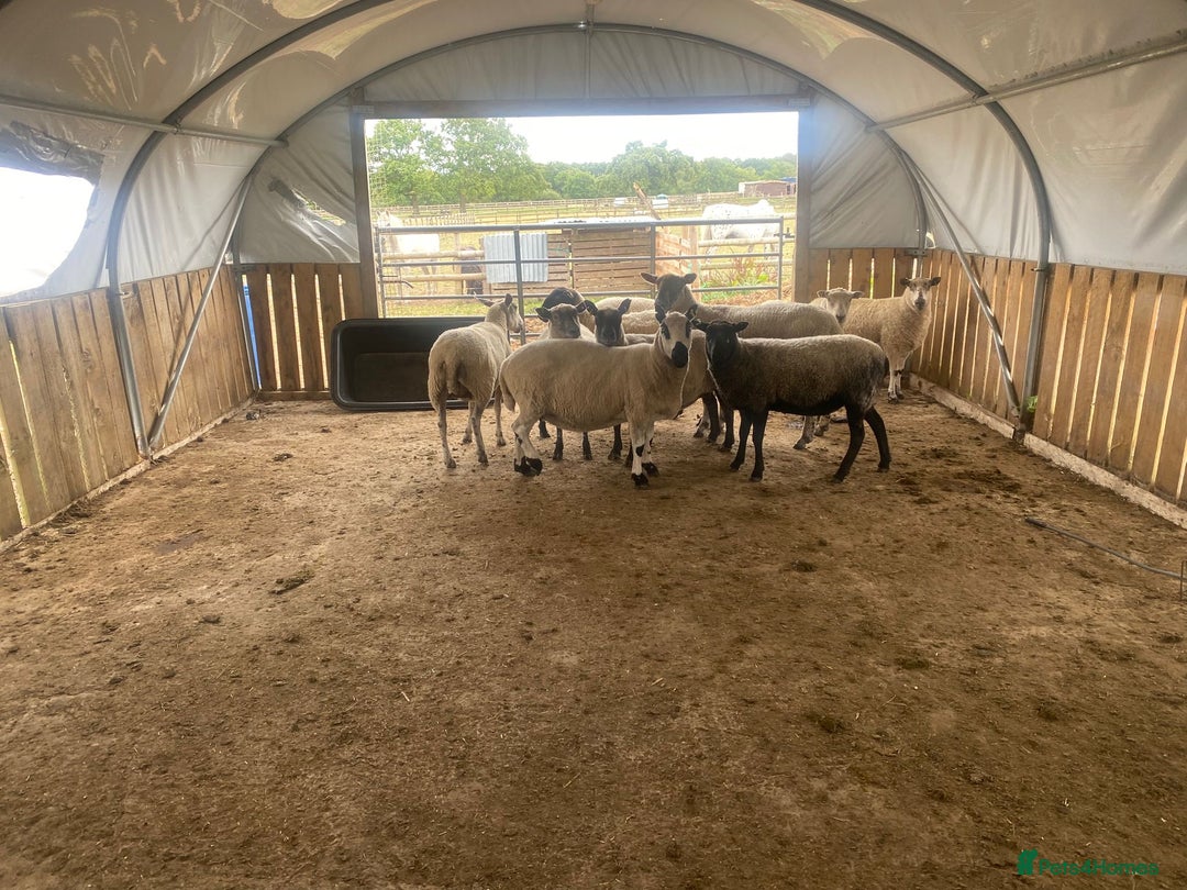Sheep livestock for sale: 12 Ewes  - Image 2