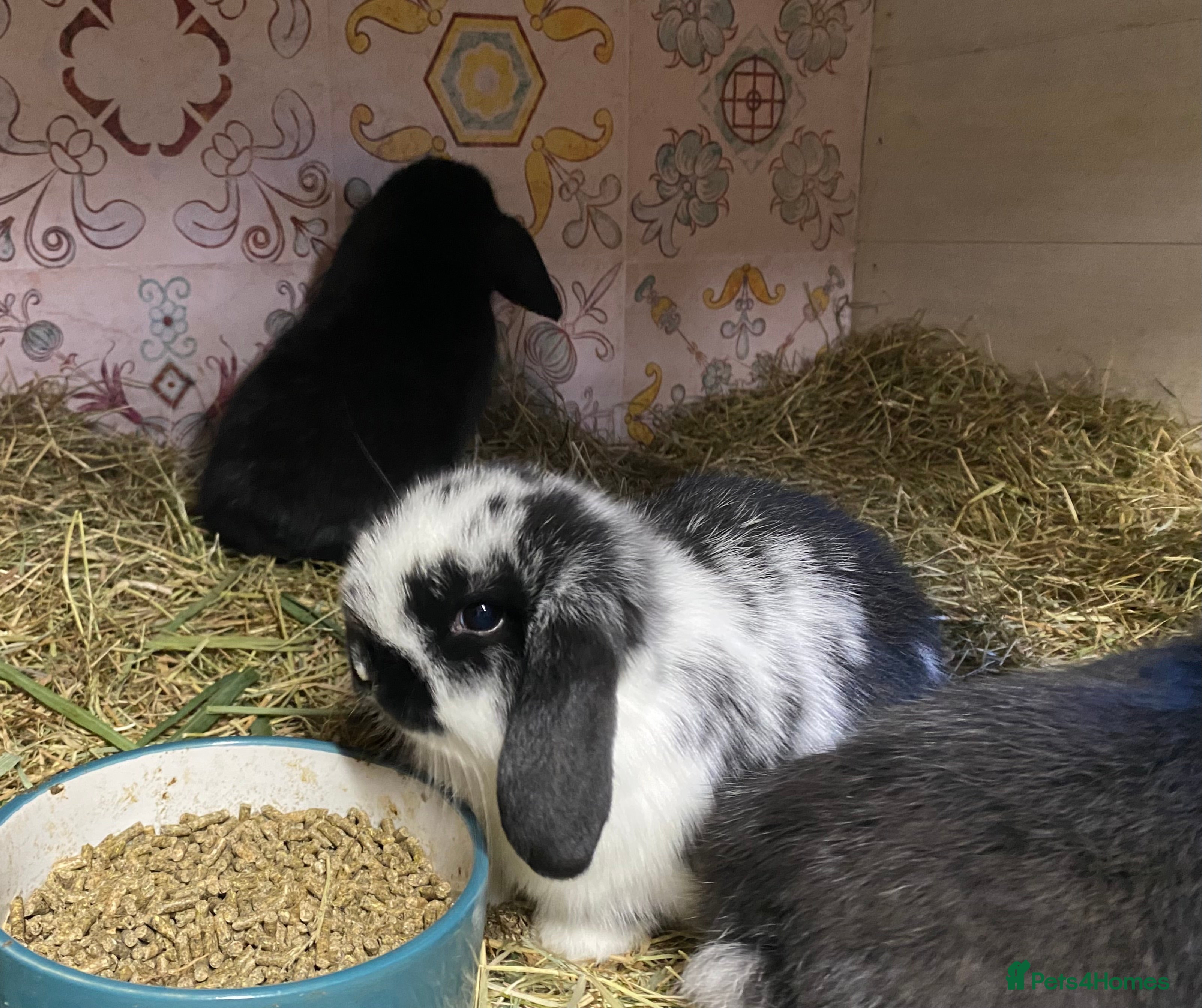 Mini Lop rabbits Purebred Baby Mini Lops - 1 buck remaining - Advert 13