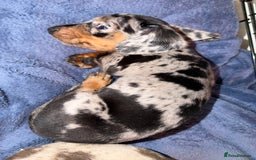 Miniature Dachshund dogs for sale: Dachshund Puppies - Image 4
