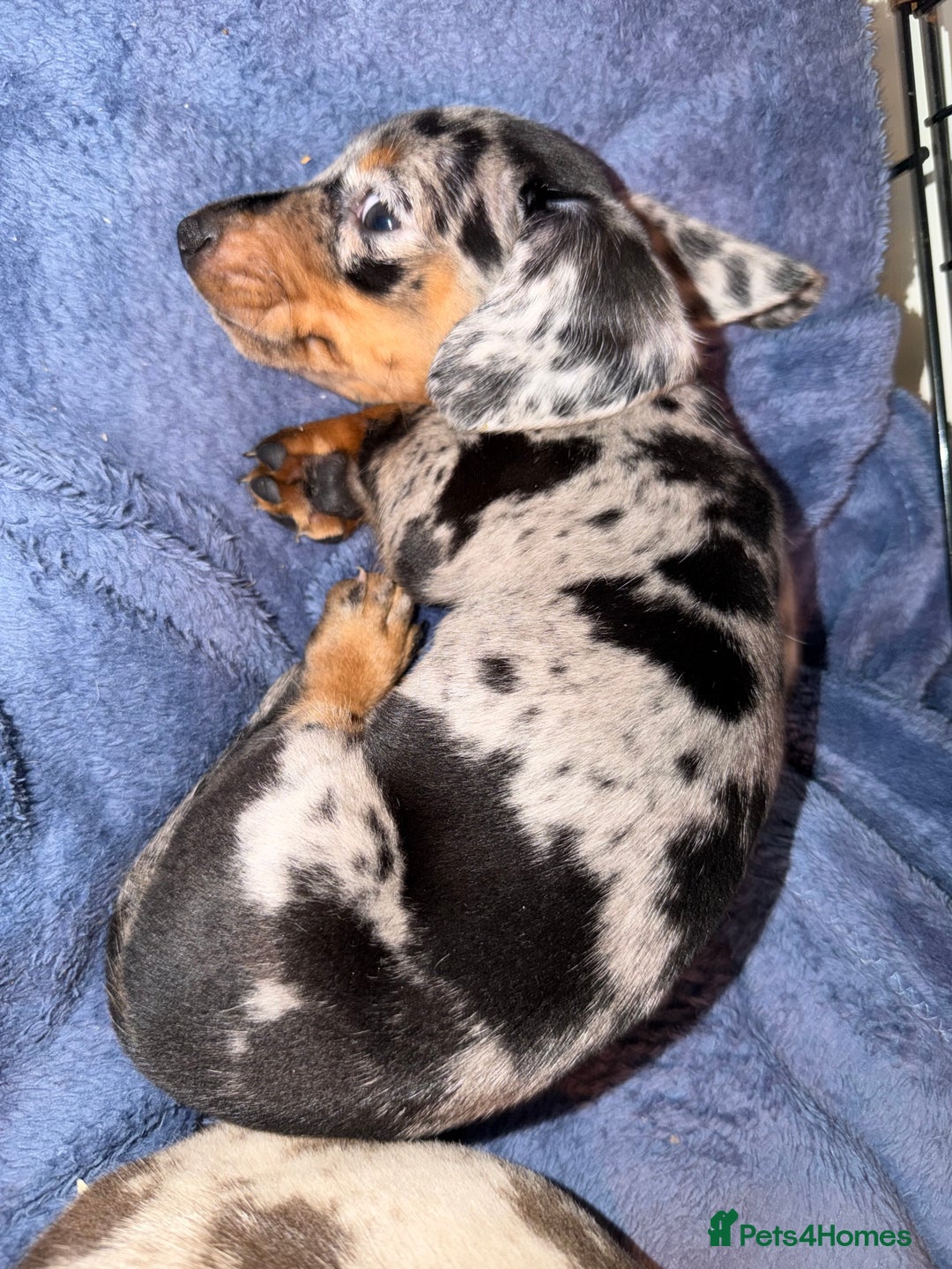 Miniature Dachshund dogs for sale: Dachshund Puppies - Image 4