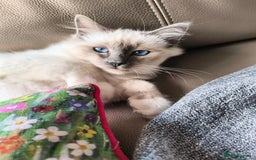 Birman cats for sale: Pedigree Birmans kittens for sale - Image 1