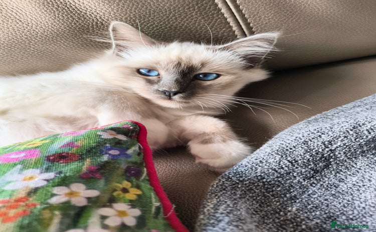 Birman cats - Advert 1