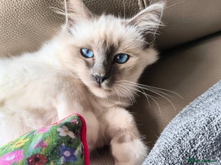 Birman cats - Advert 1
