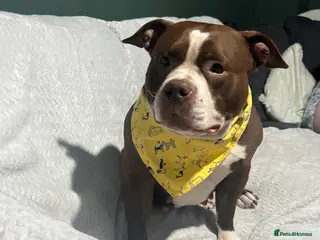 Mixed Breed dogs ‼️‼️ 3 puppies left. Urgent ‼️ ‼️‼️ - Advert 10