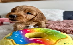 Cockapoo dogs for sale: Adorable Cockapoo puppies waiting for You!  - Image 12