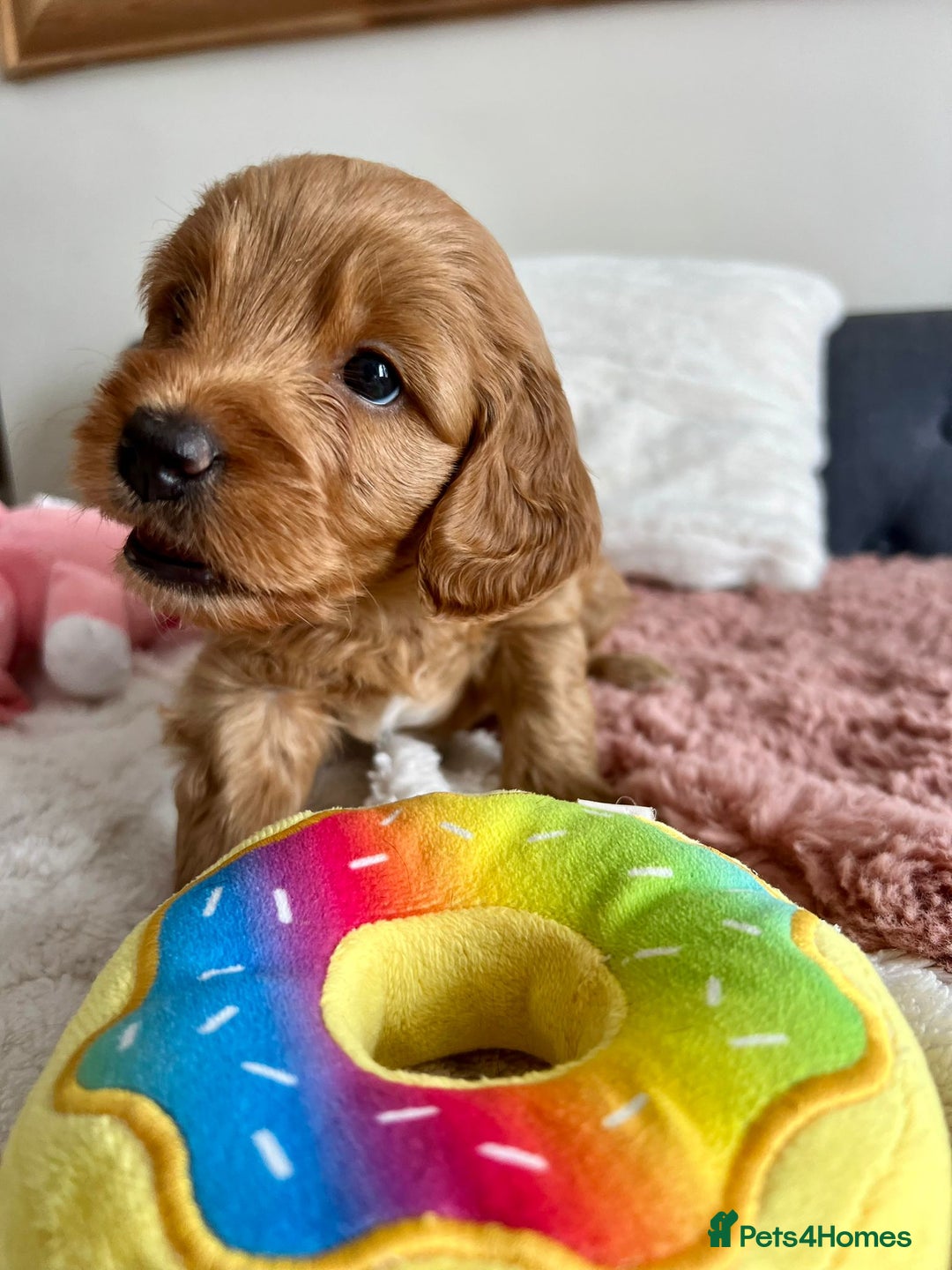 Cockapoo dogs for sale: Adorable Cockapoo puppies waiting for You!  - Image 12