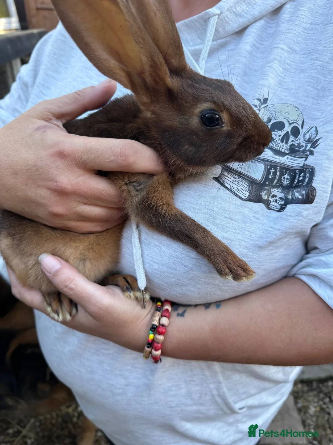 Belgian Hares rabbits for sale: Belgium hares - Advert 1