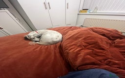 English Setter dogs for adoption: Txispa - Advert 18