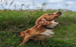 Cocker Spaniel dogs for sale: 🐾 KC Reg - Working Cocker spaniel DNA Tested 🧬 - Image 15
