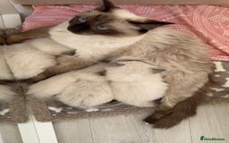 Ragdoll cats for sale: Ragdoll kittens  - Image 6