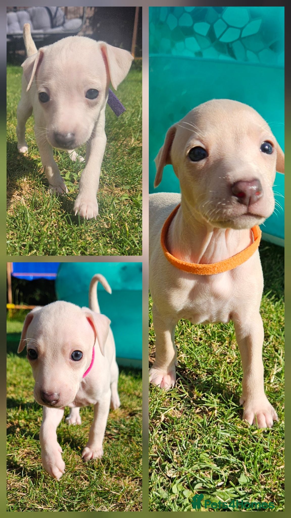 Italian Greyhound dogs KC Registered Cream Italian Greyhound Puppies - Advert 14
