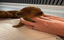 Cavapoo dogs for sale: F1b Cavapoo  - Image 10