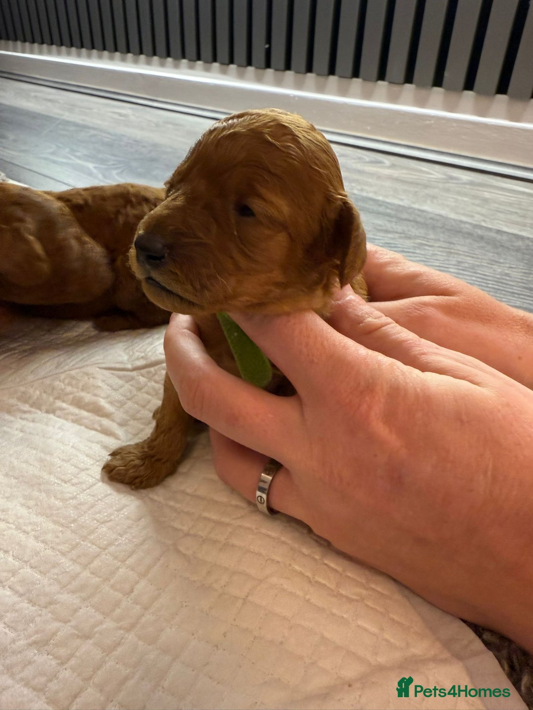 Cavapoo dogs for sale: F1b Cavapoo  - Image 10