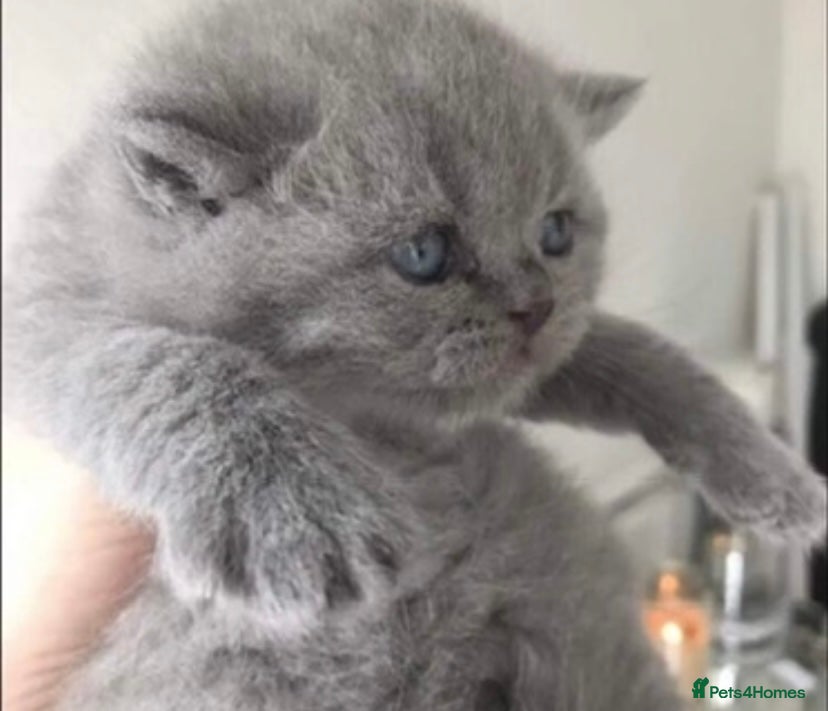 British Shorthair cats British Shorthair Pedigree Kittens - Advert 11