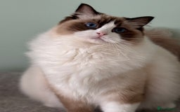 Ragdoll cats for sale: Stunning Ragdoll Kitten Fife Reg Breeder - Image 6