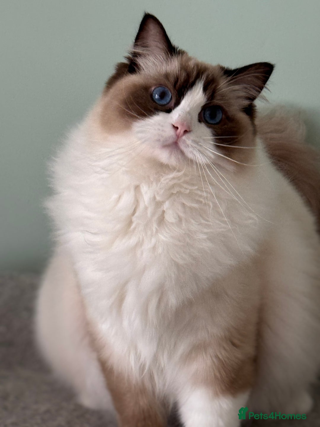Ragdoll cats for sale: Stunning Ragdoll Kitten Fife Reg Breeder - Image 6