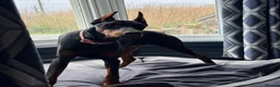 Dobermann dogs for sale: Reluctant but Necessary Sale - Advert 3