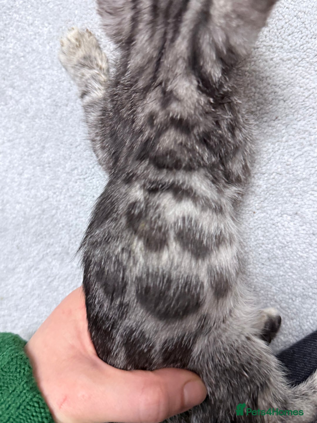 Bengal cats for sale: kittens - Advert 17