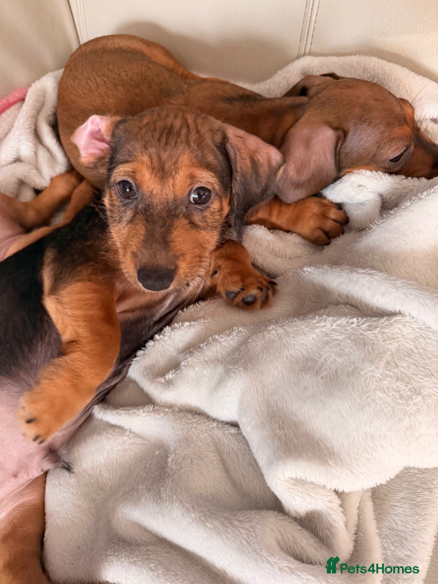 Mixed Breed dogs Last Gorgeous Boy Remaining  - Advert 18