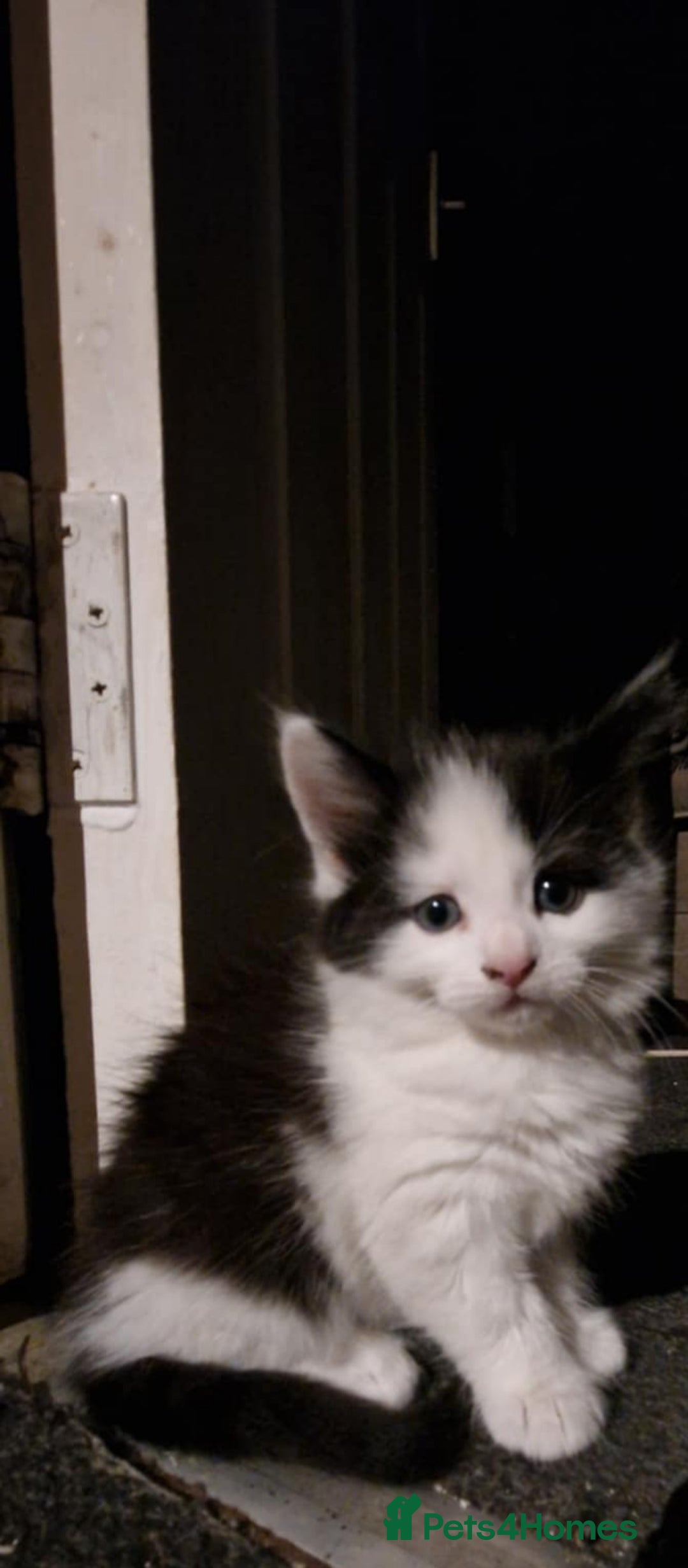British Shorthair cats for sale: kittens for sale - Image 3