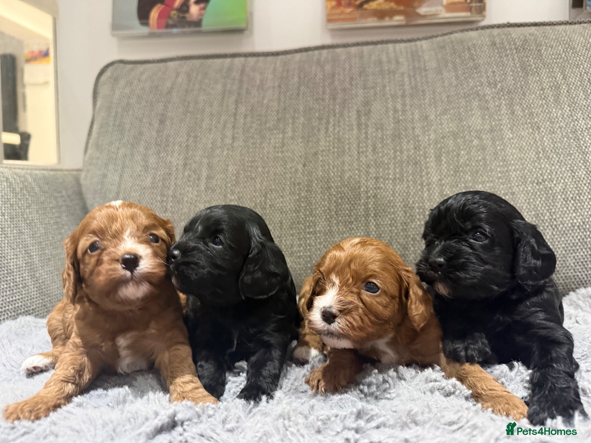Cavapoo dogs Cavapoo f1 health tested mum and dad here to see - Advert 1