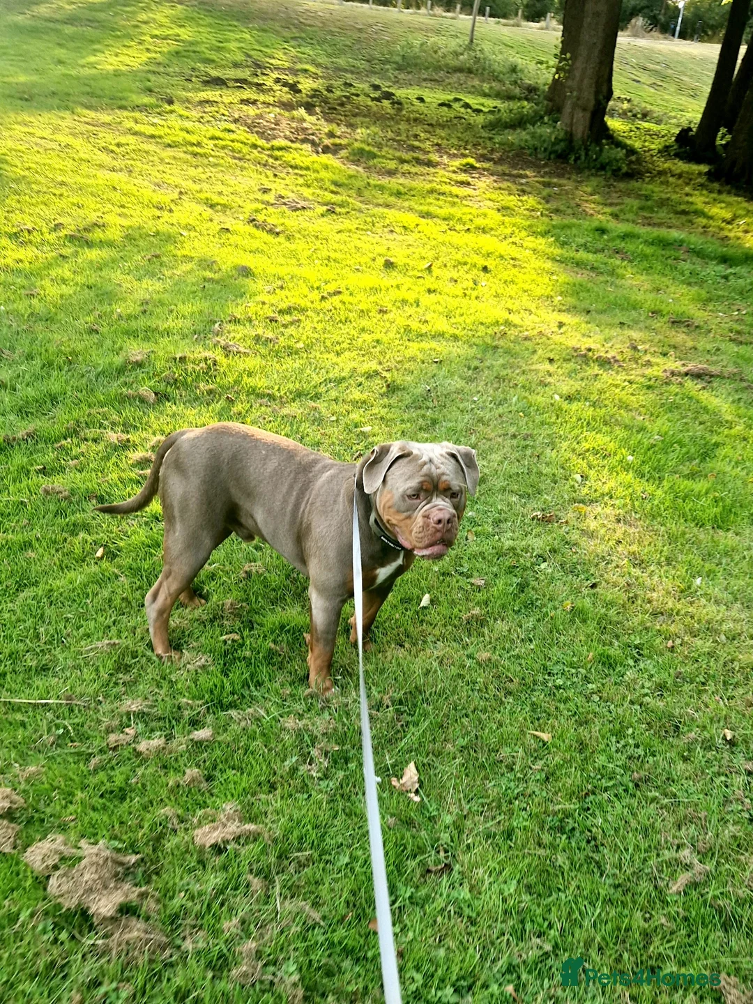 Olde English Bulldogge dogs for stud: Olde English Bulldogge for Stud - Winston in Thetford - Advert 24