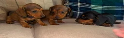 Dachshund dogs for sale: Stunning mini dachshund puppies! - Advert 3