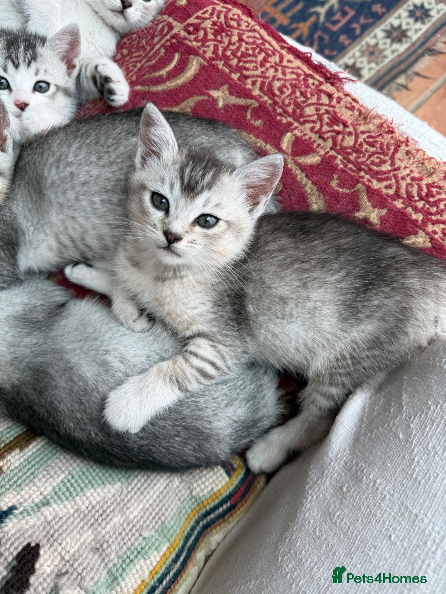 Mixed Breed cats Burmilla cross male kitten - Advert 1