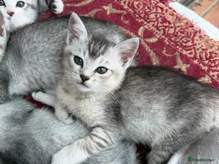 Mixed Breed cats Burmilla cross male kitten - Advert 10