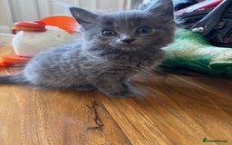 Mixed Breed cats for sale: 6 Beautiful long hair mixed kittens - ready 26/08 - Image 4