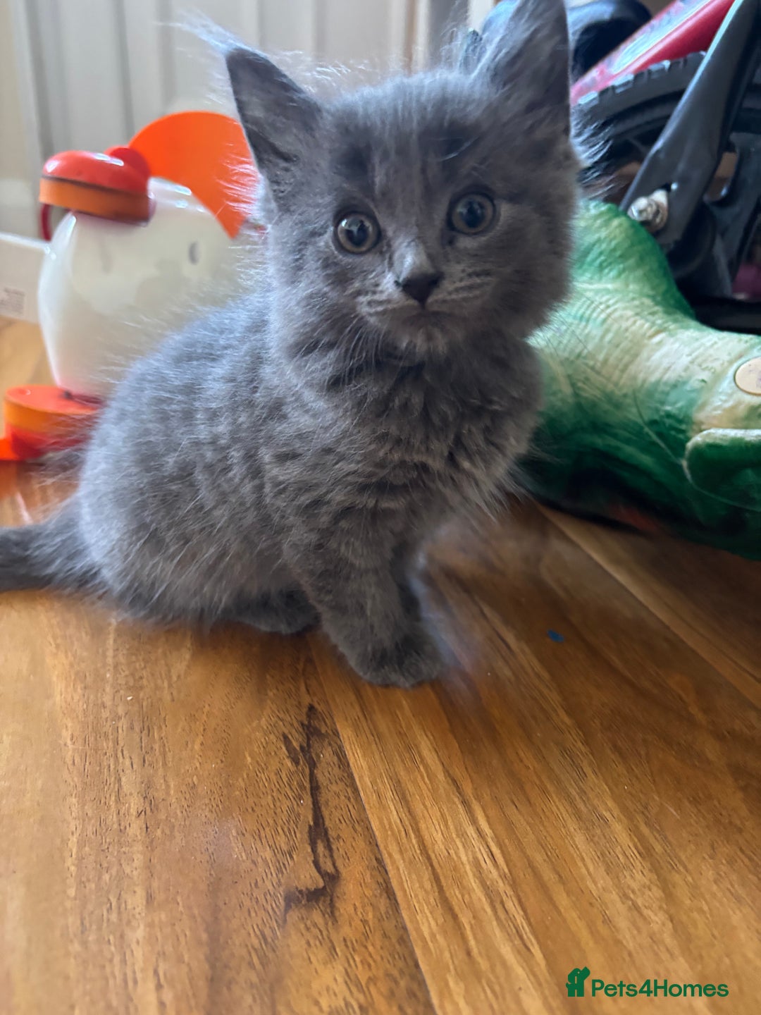 Mixed Breed cats for sale: 6 Beautiful long hair mixed kittens - ready 26/08 - Image 4