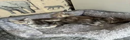 Maine Coon cats for sale: Maine coon kittens  - Advert 31