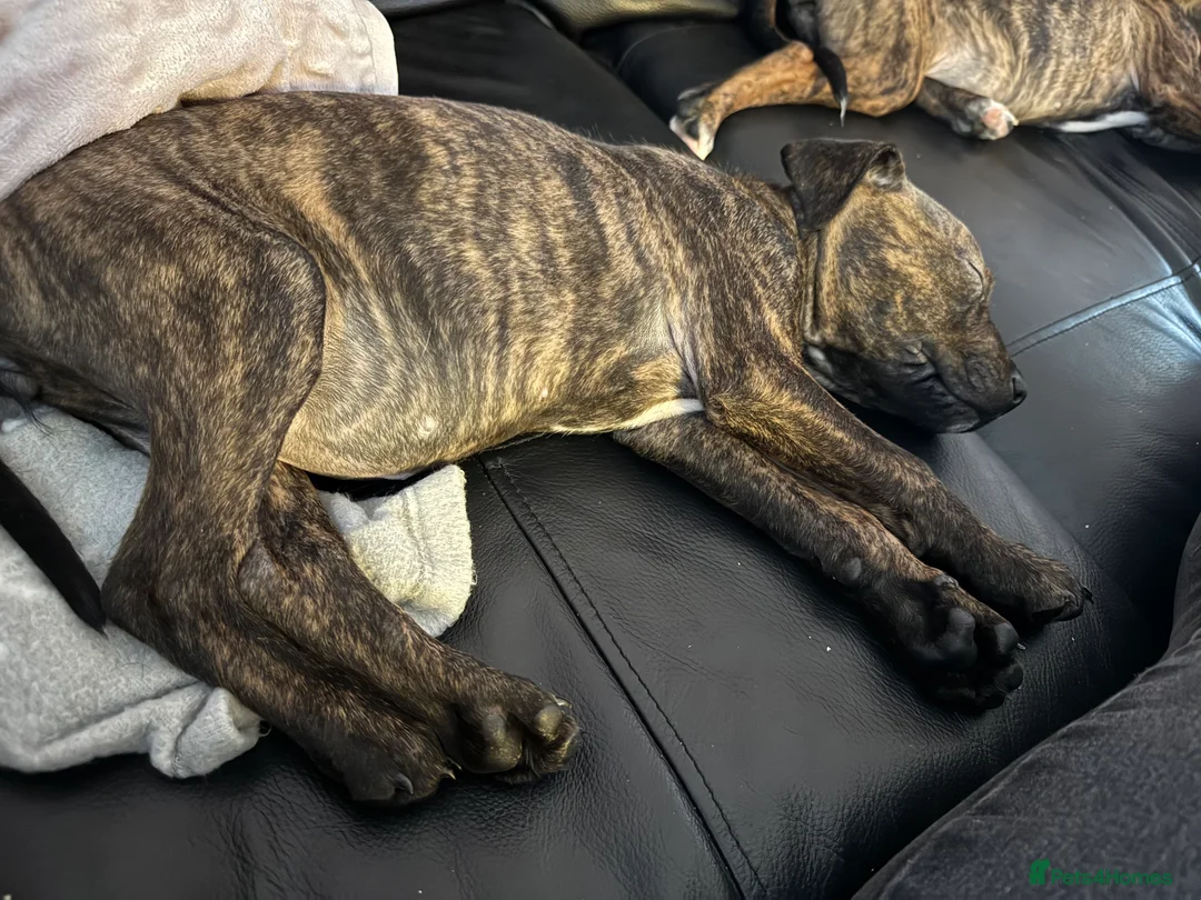 Staffordshire Bull Terrier dogs for sale: Staffie pups - Advert 5