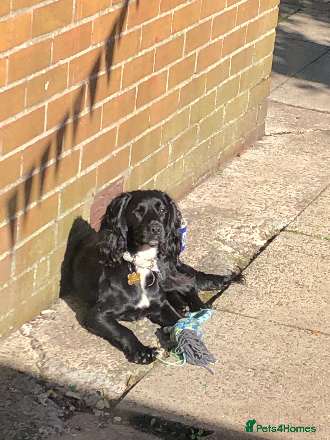 Cocker Spaniel dogs for stud: KC registered Cocker Spaniel Striker for stud - Image 31