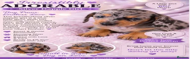 Miniature Dachshund 4