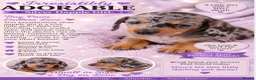Miniature Dachshund dogs for sale: Miniature dachshund  in Basildon - Advert 3