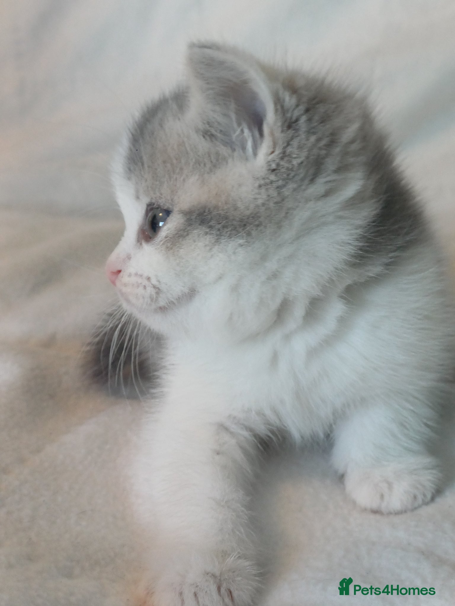British Shorthair cats for sale: Gorgeous Brittish Shorthair 🐱 - Advert 6