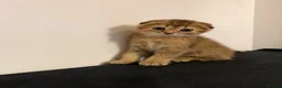 Scottish Fold cats for sale: Stunning Scottish fold kittens are ready - Advert 1