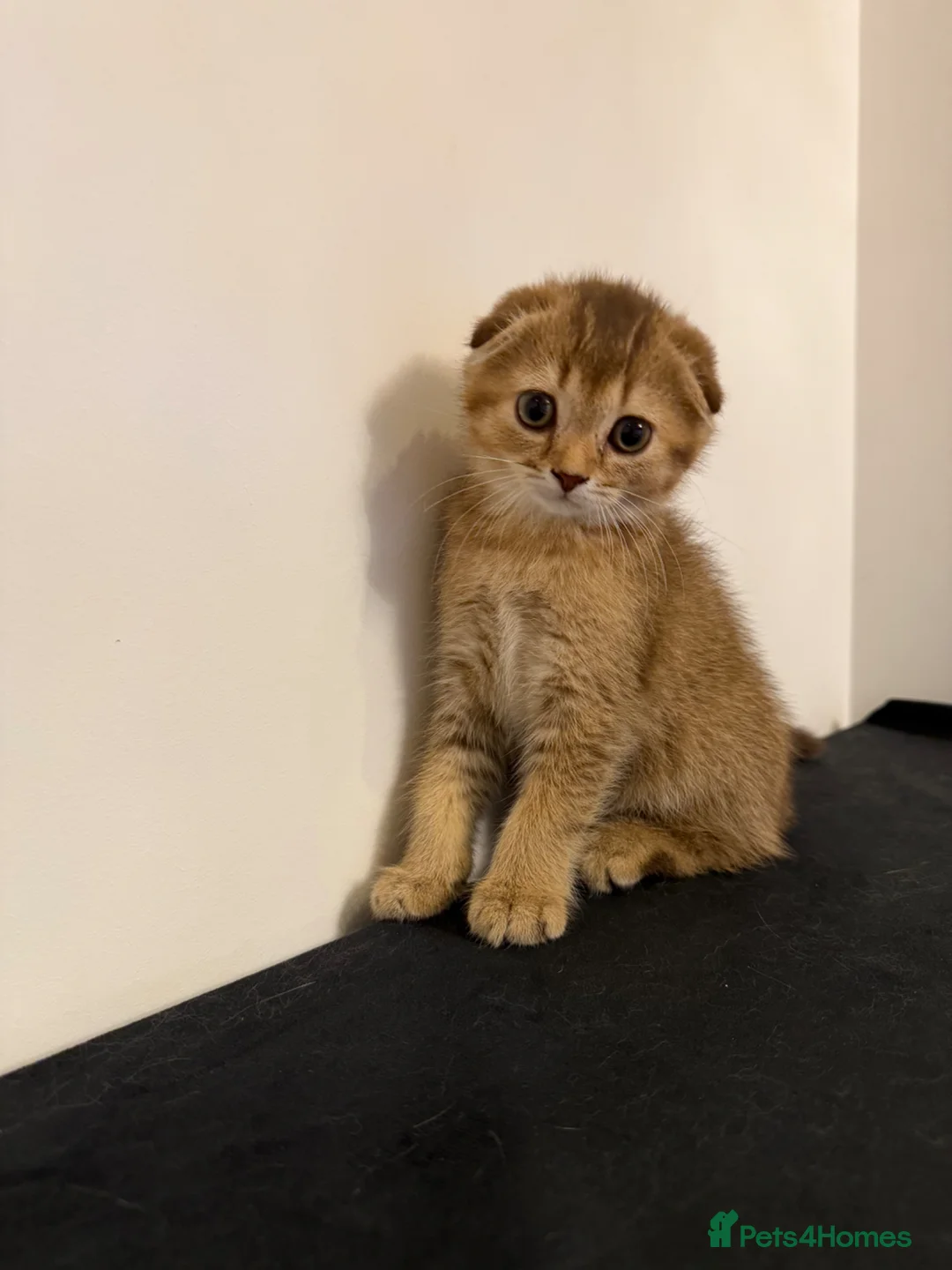 Scottish Fold cats for sale: Stunning Scottish fold kittens are ready - Advert 1