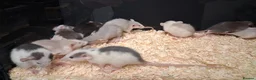 Rat rodents for sale: Baby Dumbo Rat's, various types  - Advert 29