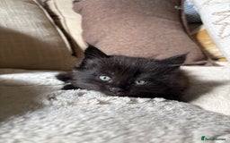 Mixed Breed cats for sale: gorgeous long haired kitten available!!  - Image 3