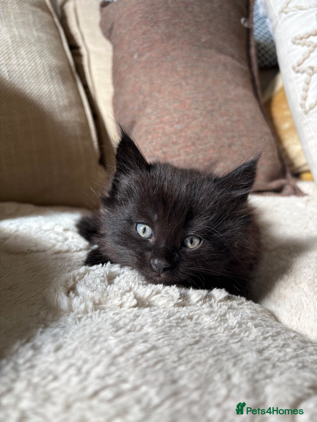 Mixed Breed cats for sale: gorgeous long haired kitten available!!  - Image 3