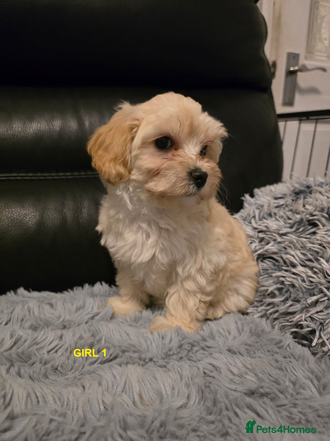Maltipoo dogs for sale: MALTIPOO PUPPIES FOR SALE - Image 14