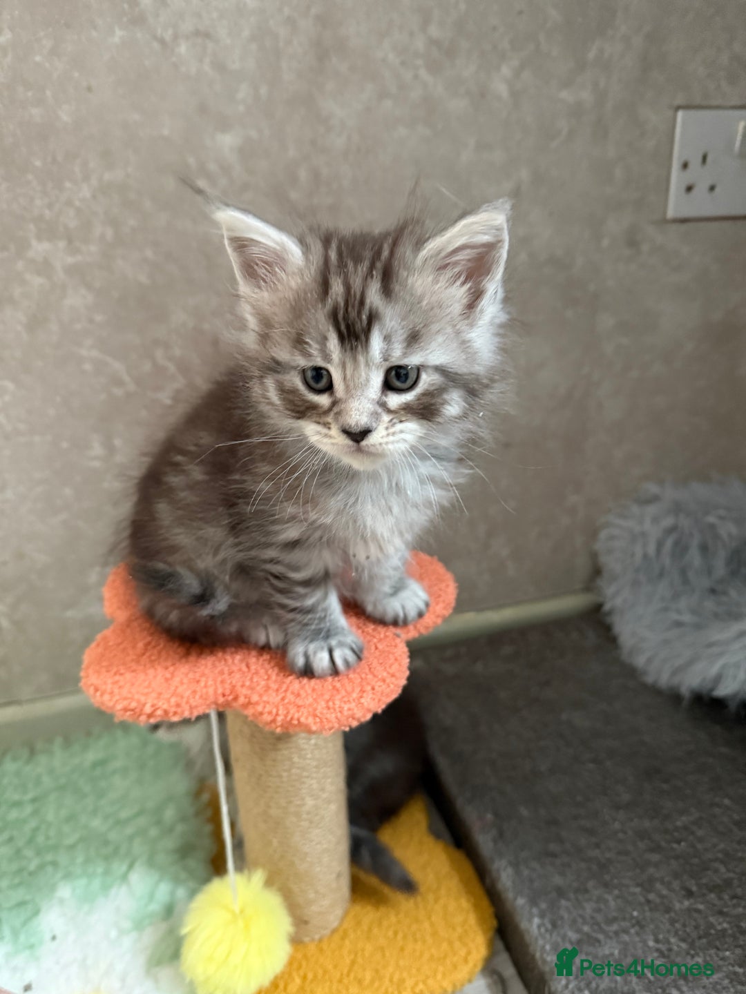 Maine Coon cats for sale: GCCF Maine coon stunning large kittens  - Advert 18