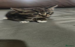 American Shorthair cats for sale: Adorable Kittens Looking for a Loving Home 🐾❤️ - Image 3