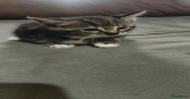 American Shorthair cats - Advert 5