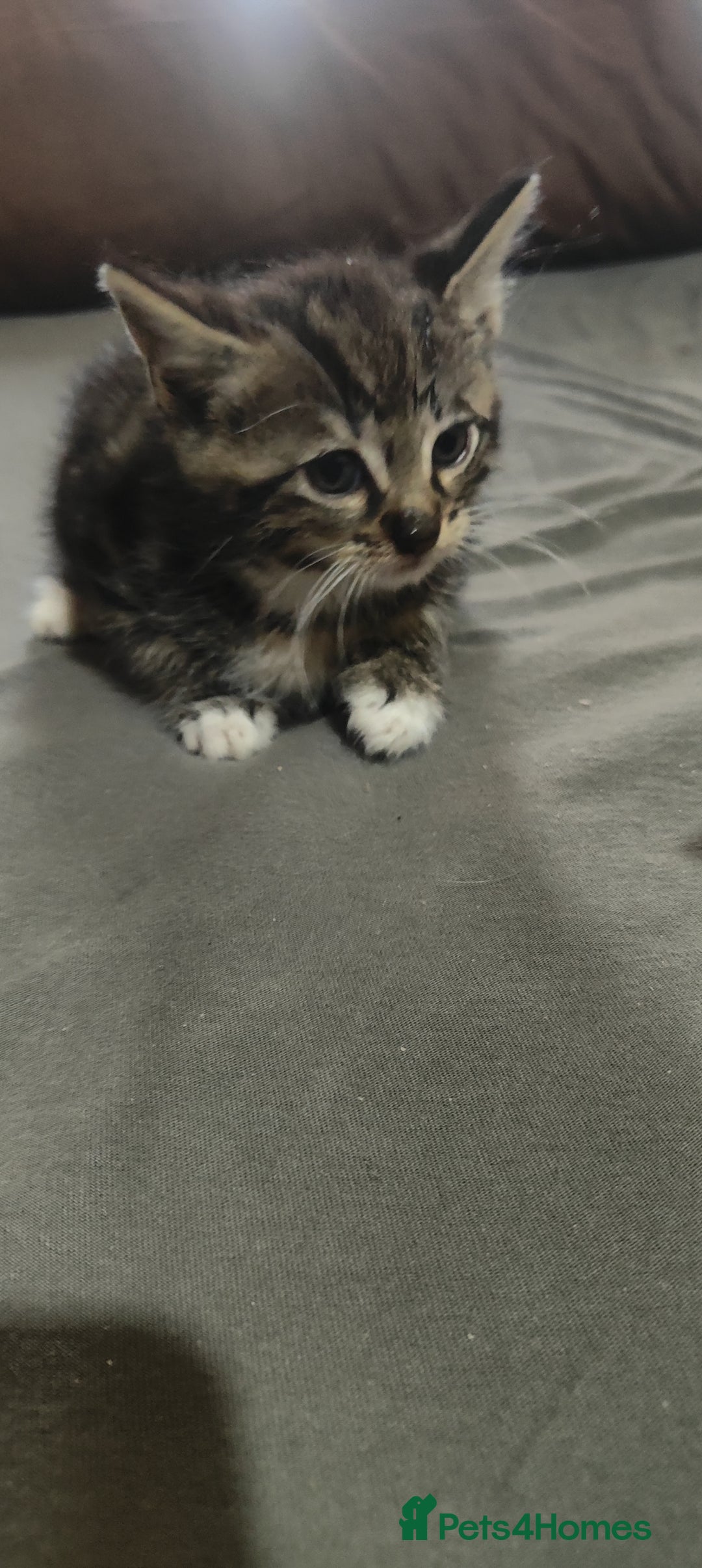 American Shorthair cats for sale: Adorable Kittens Looking for a Loving Home 🐾❤️ - Image 3